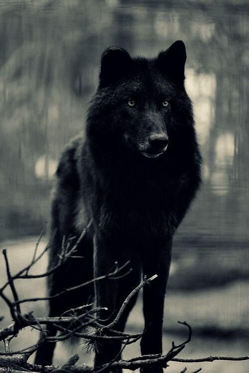 Detail Black Wolf Pics Nomer 7
