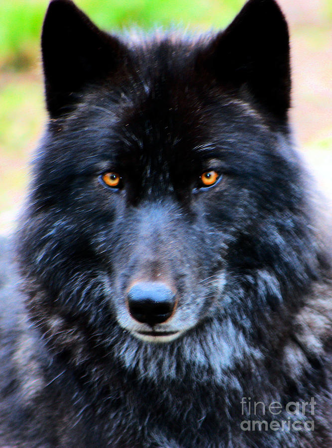 Detail Black Wolf Pics Nomer 8