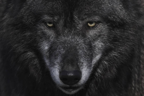 Detail Black Wolf Pics Nomer 9