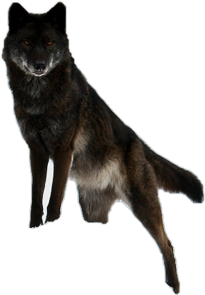 Detail Black Wolf Png Nomer 5
