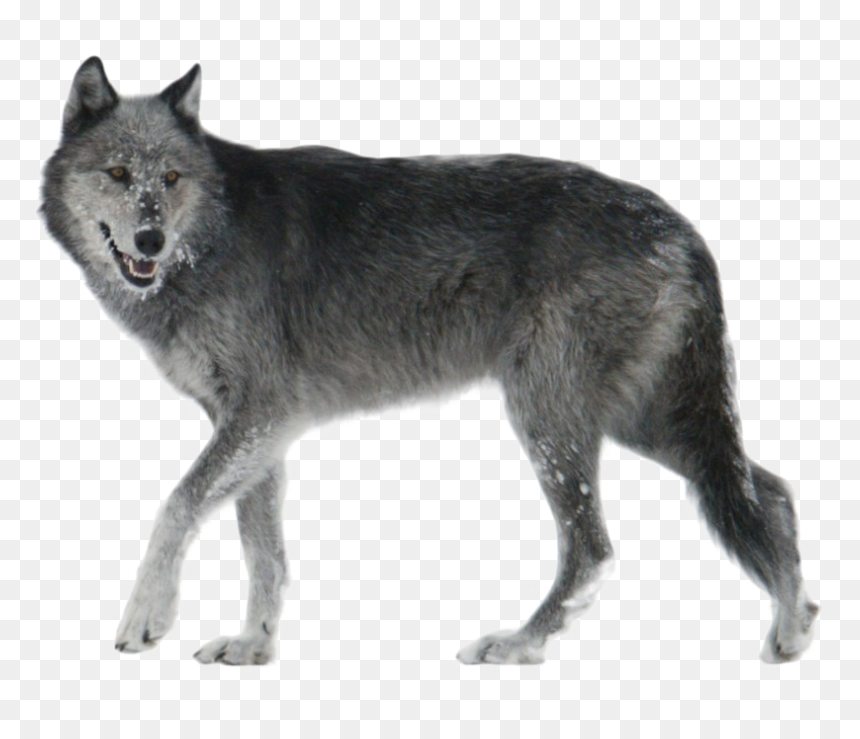Detail Black Wolf Png Nomer 51