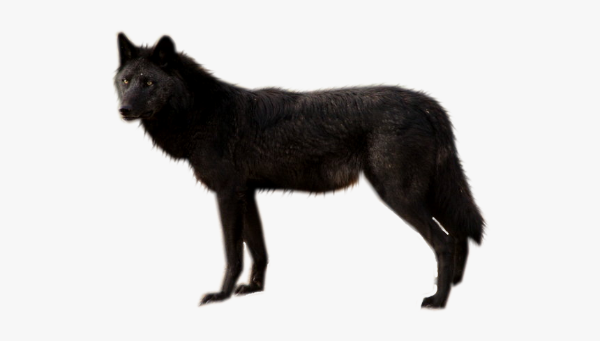Black Wolf Transparent - KibrisPDR