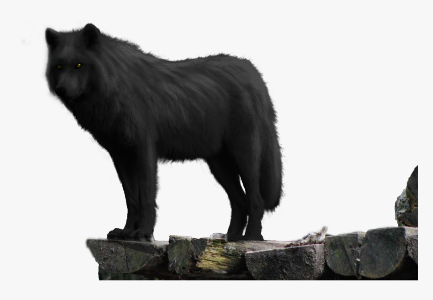 Detail Black Wolf Transparent Nomer 17