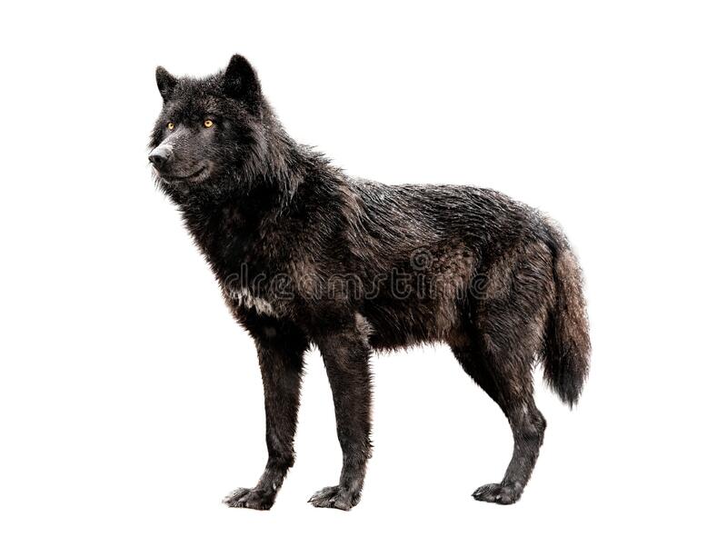 Detail Black Wolf Transparent Nomer 18