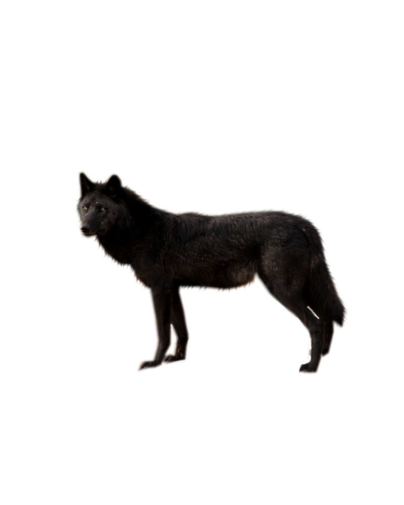 Detail Black Wolf Transparent Nomer 20