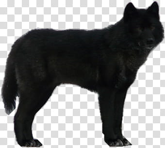 Detail Black Wolf Transparent Nomer 21