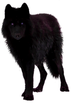 Detail Black Wolf Transparent Nomer 26