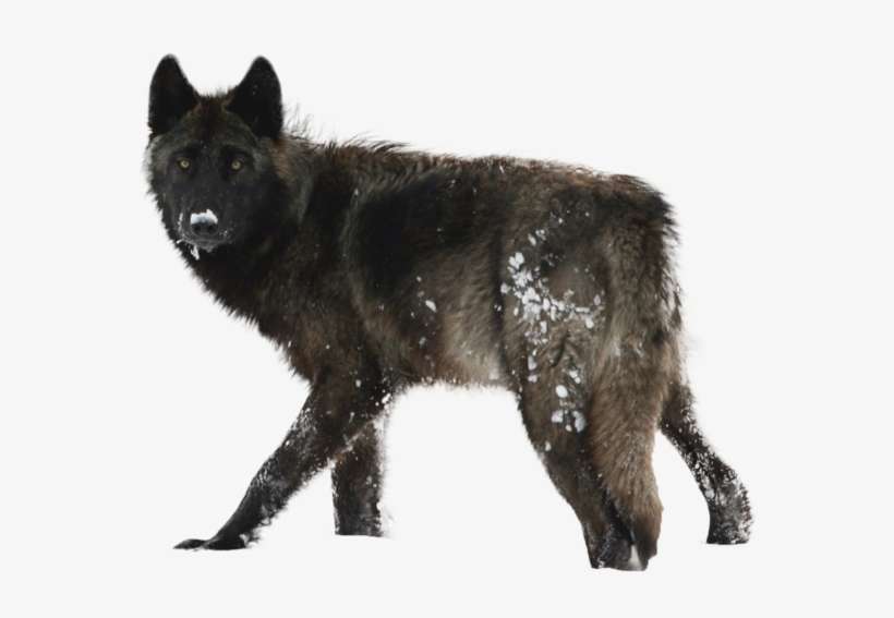 Detail Black Wolf Transparent Nomer 30