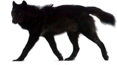Detail Black Wolf Transparent Nomer 33