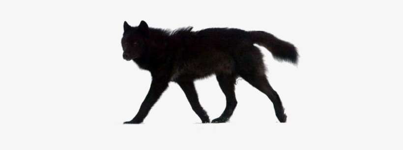 Detail Black Wolf Transparent Nomer 5