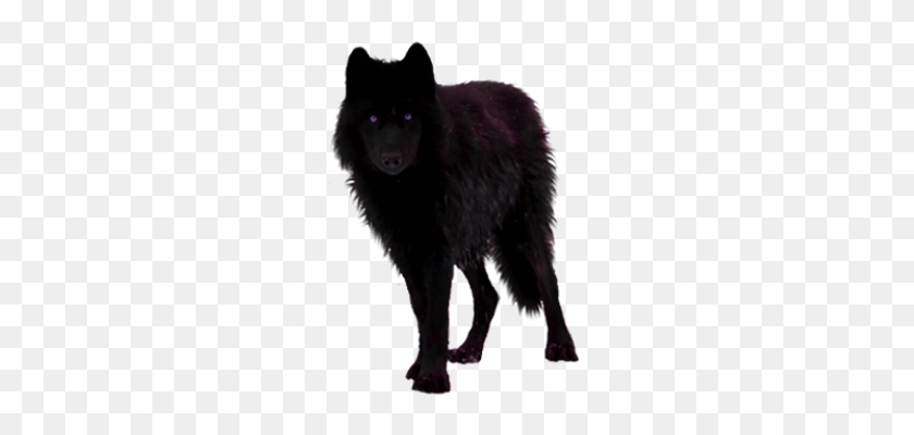 Detail Black Wolf Transparent Nomer 44