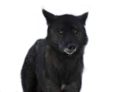 Detail Black Wolf Transparent Nomer 45