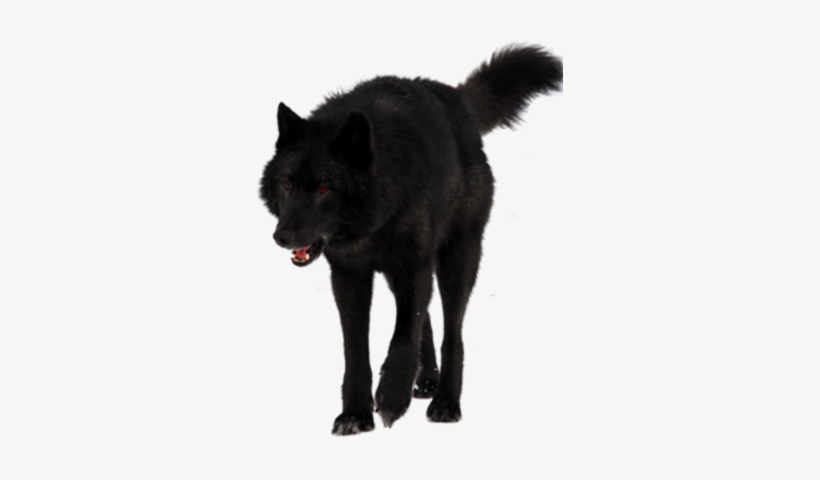 Detail Black Wolf Transparent Nomer 6
