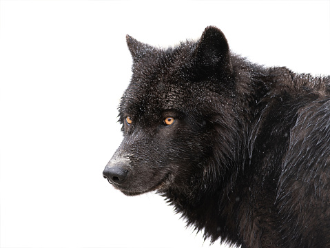 Detail Black Wolf Transparent Nomer 50