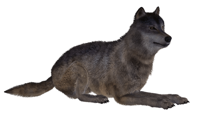 Detail Black Wolf Transparent Nomer 53