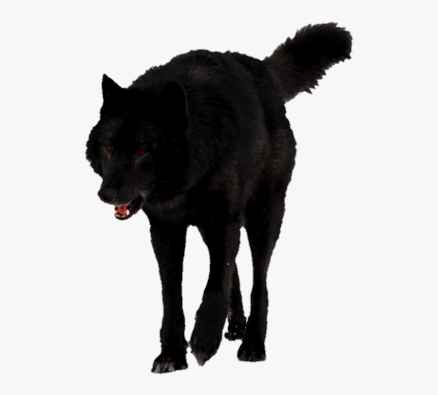 Detail Black Wolf Transparent Nomer 9