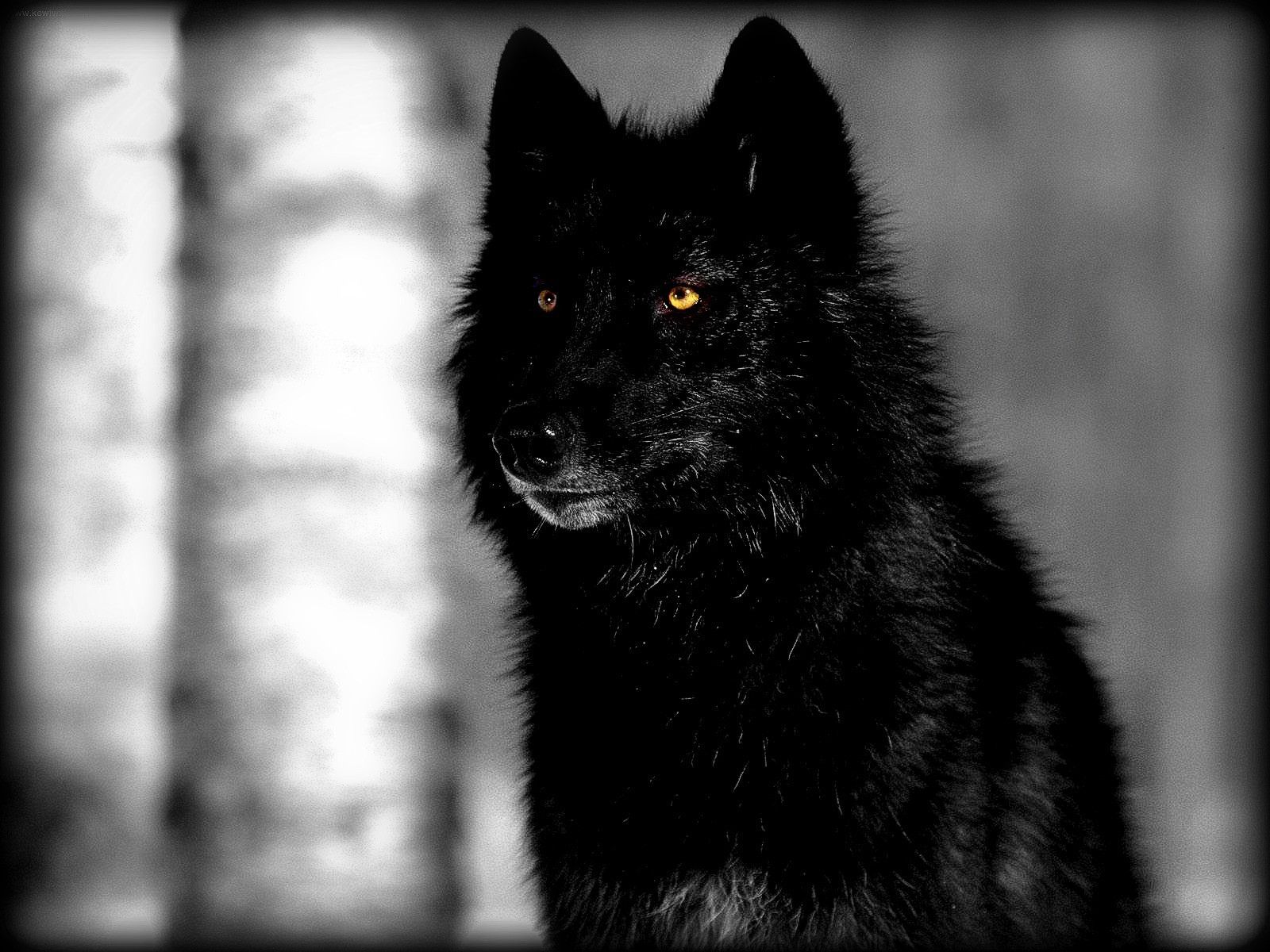 Detail Black Wolf Wallpaper Nomer 2