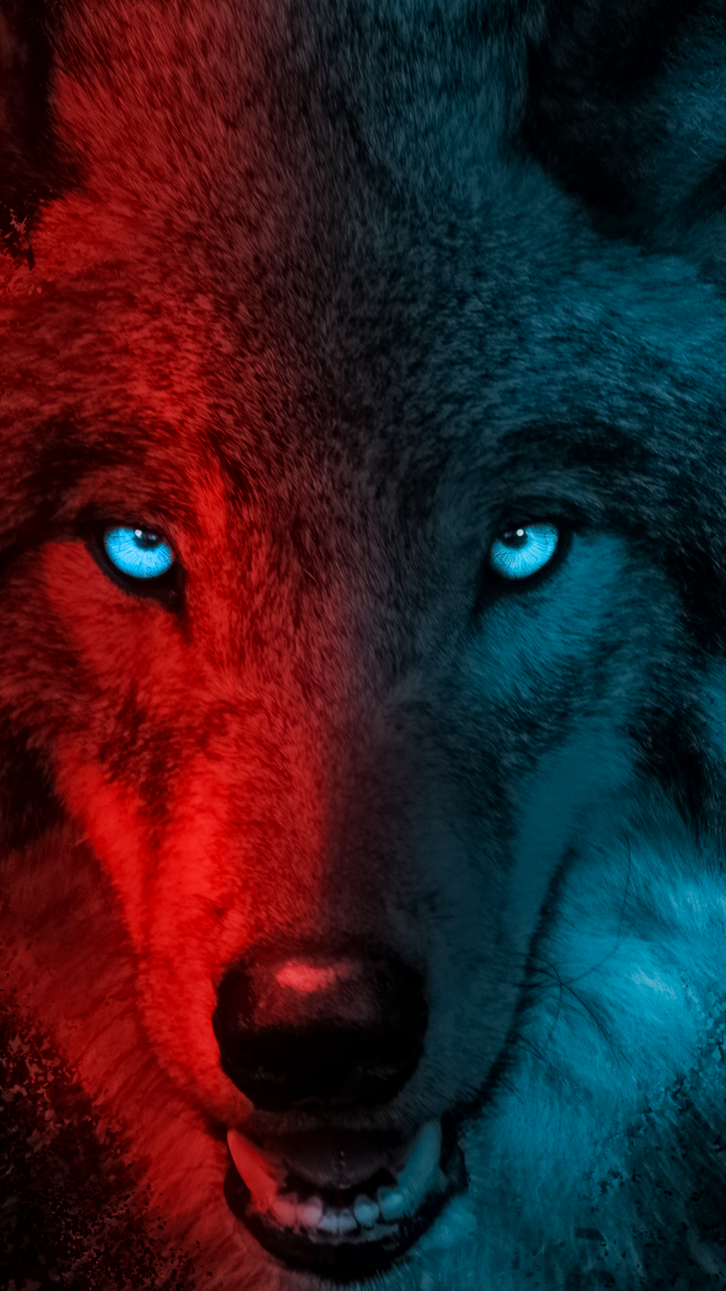 Detail Black Wolf Wallpaper Nomer 14