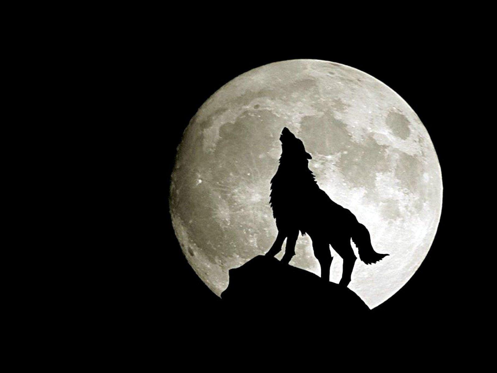 Detail Black Wolf Wallpaper Nomer 15