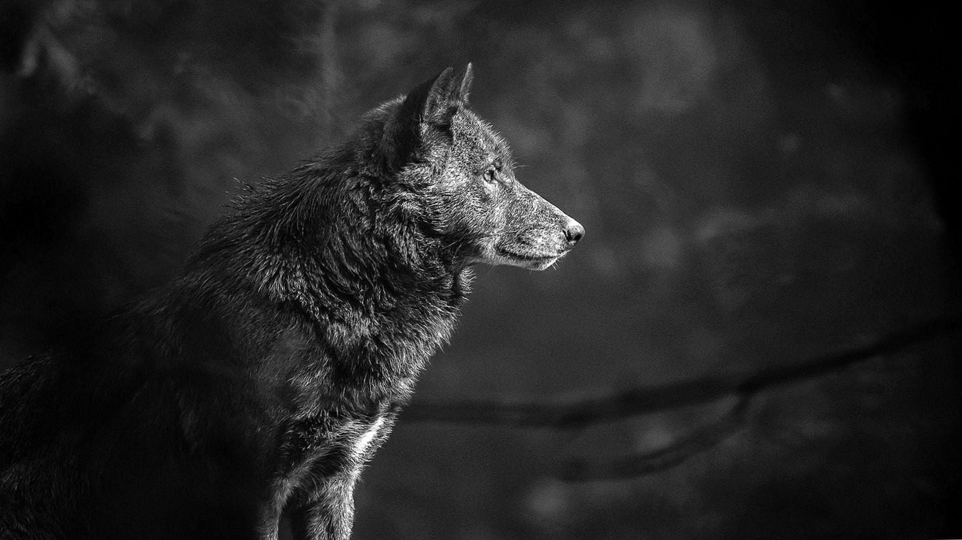 Detail Black Wolf Wallpaper Nomer 21