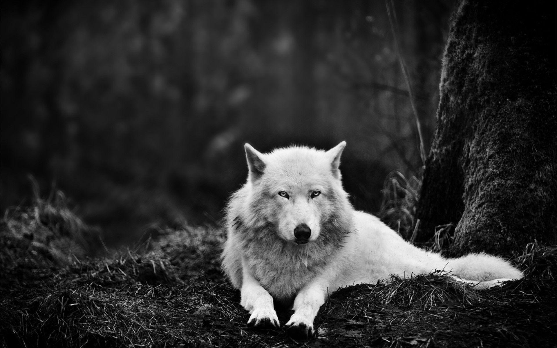 Detail Black Wolf Wallpaper Nomer 4