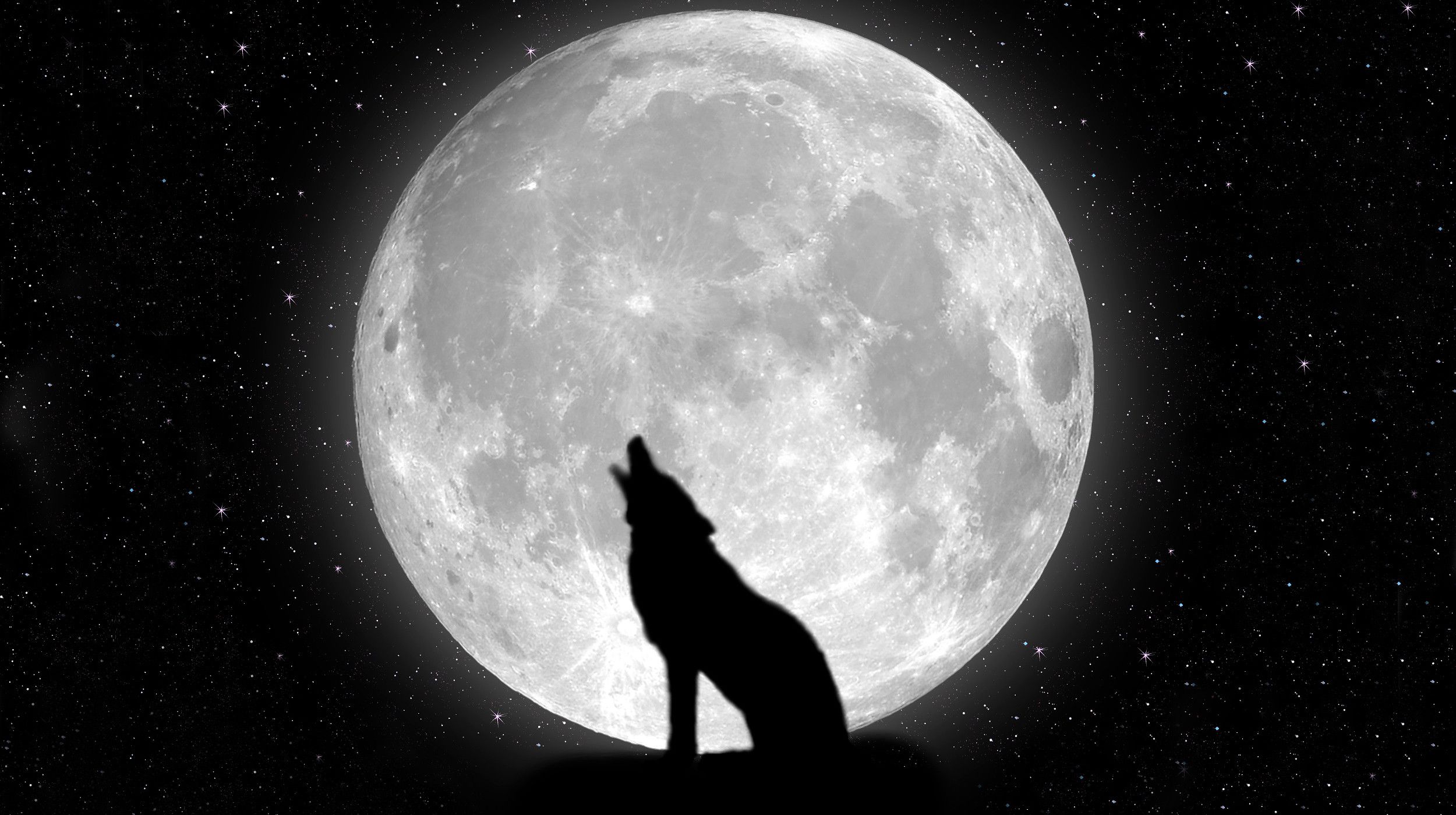 Detail Black Wolf Wallpaper Nomer 30