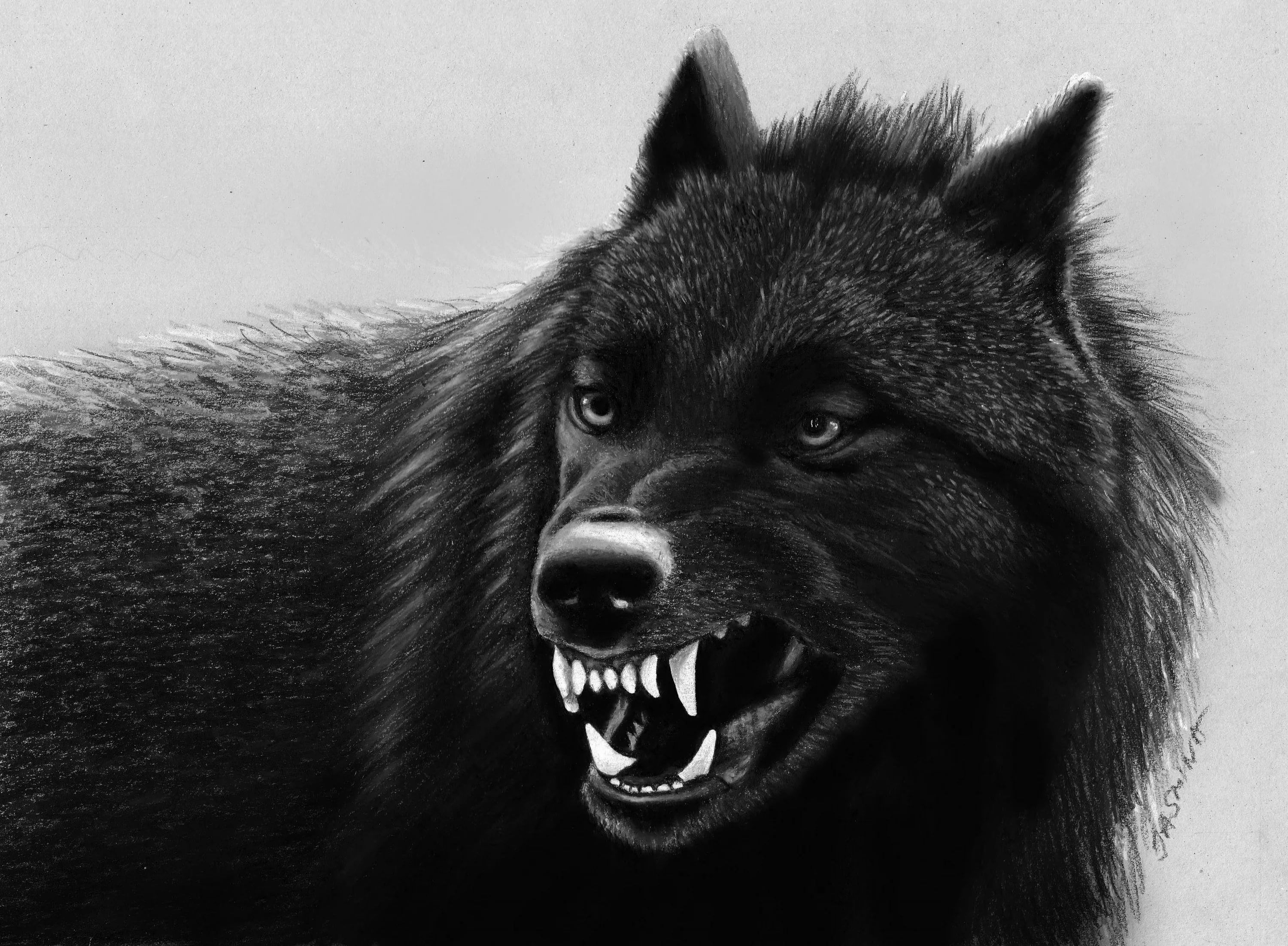 Detail Black Wolf Wallpaper Nomer 36