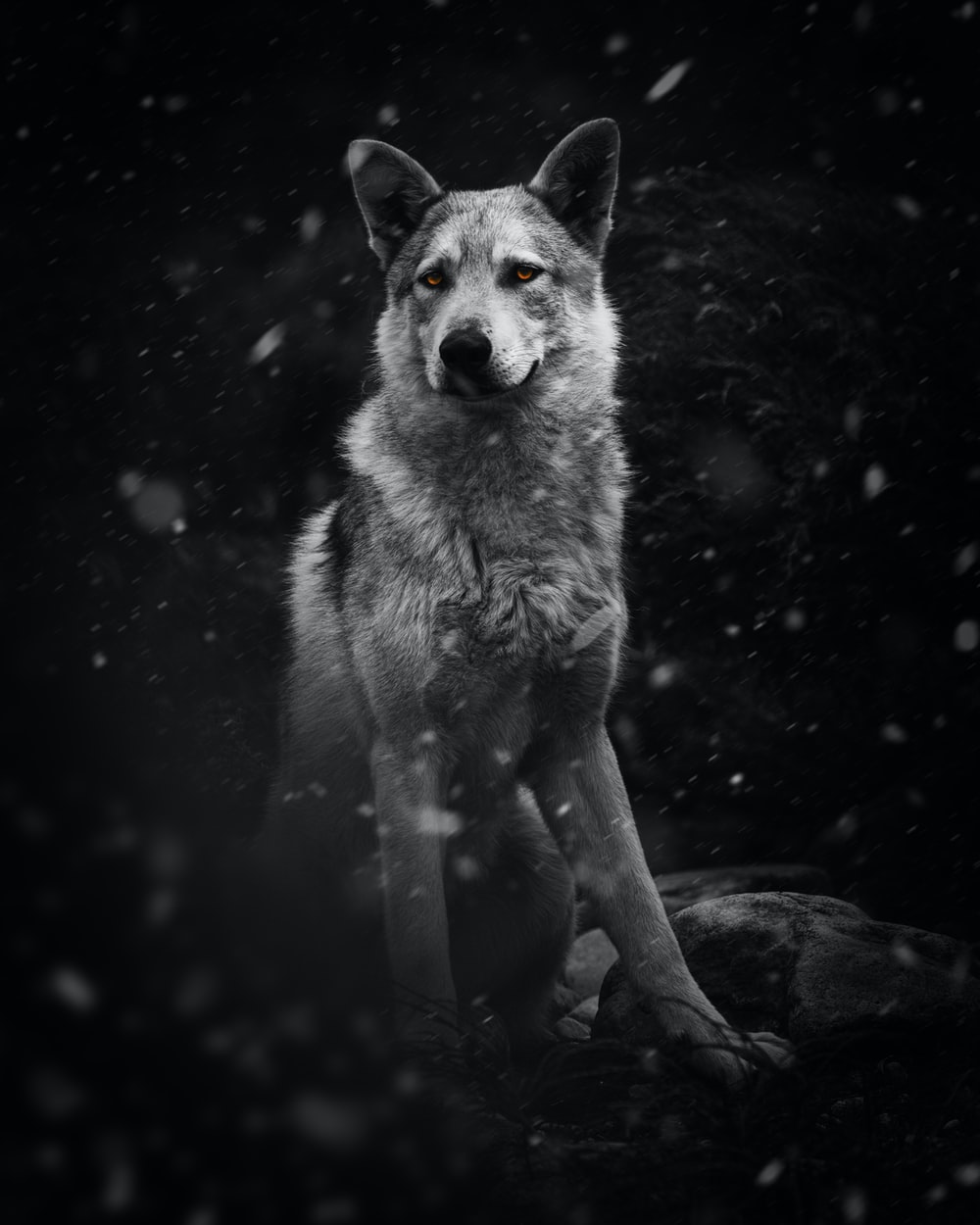 Detail Black Wolf Wallpaper Nomer 37