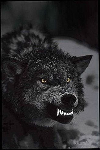Detail Black Wolf Wallpaper Nomer 44