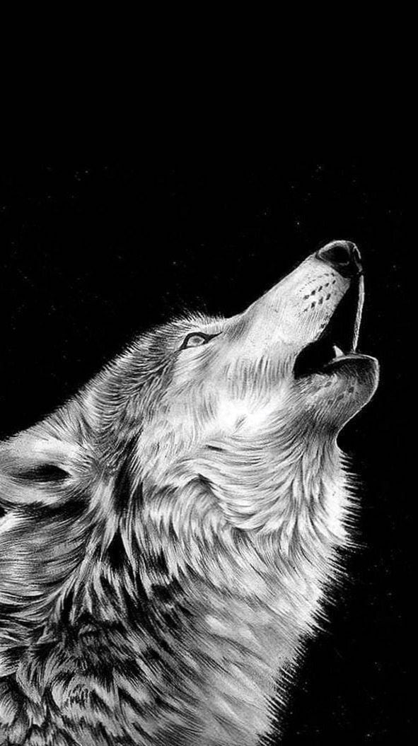 Detail Black Wolf Wallpaper Nomer 47
