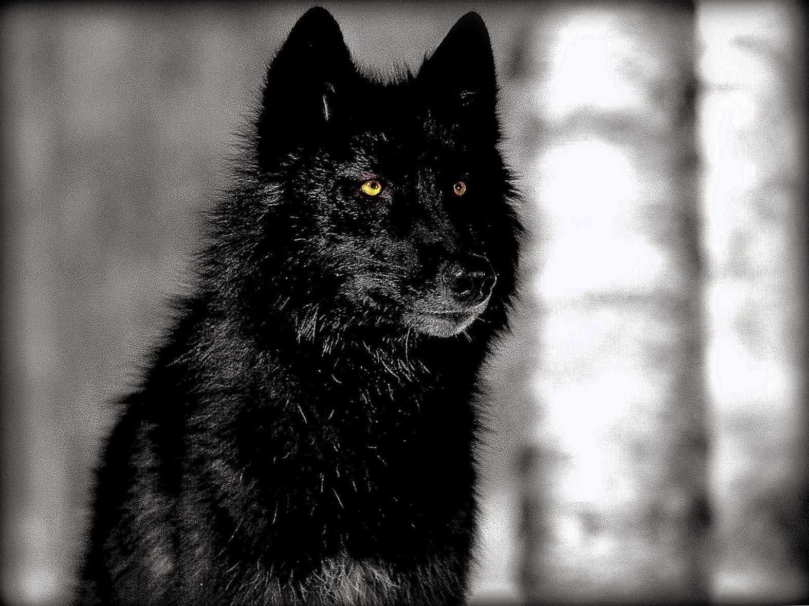 Detail Black Wolf Wallpaper Nomer 48