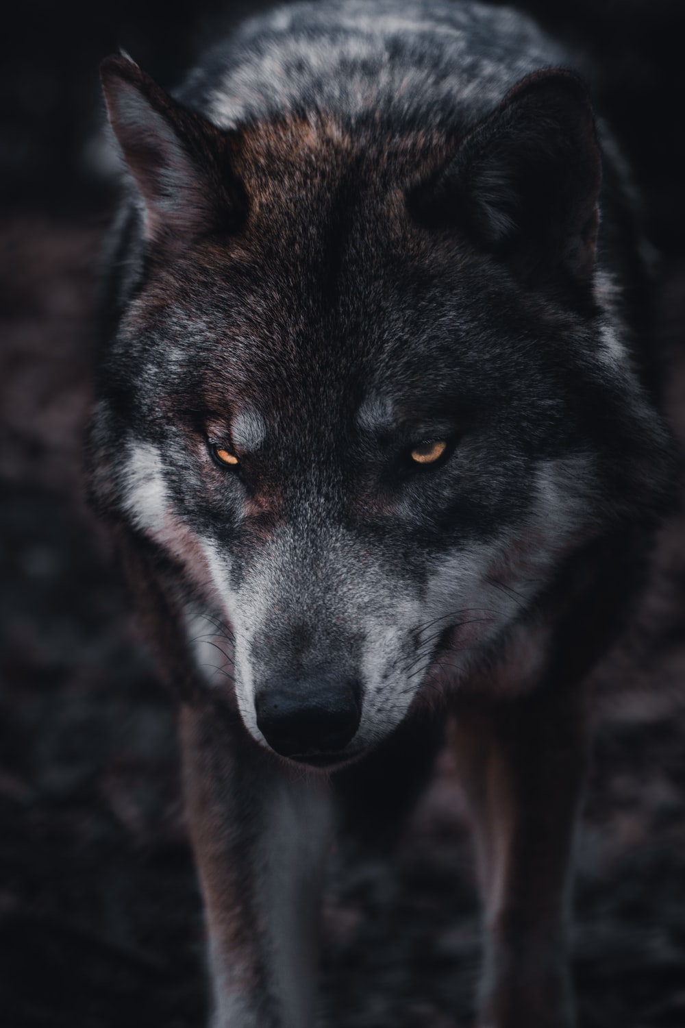 Detail Black Wolf Wallpaper Nomer 6