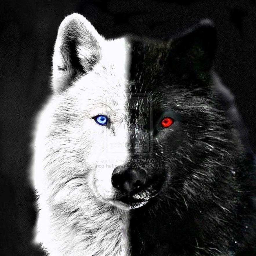 Detail Black Wolf Wallpaper Nomer 51
