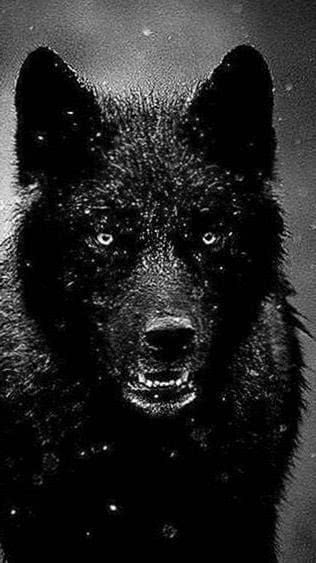 Detail Black Wolf Wallpaper Nomer 53