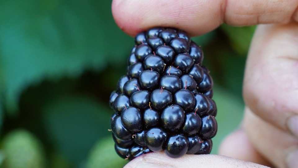 Detail Blackberries Images Nomer 15