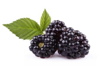 Detail Blackberries Images Nomer 42