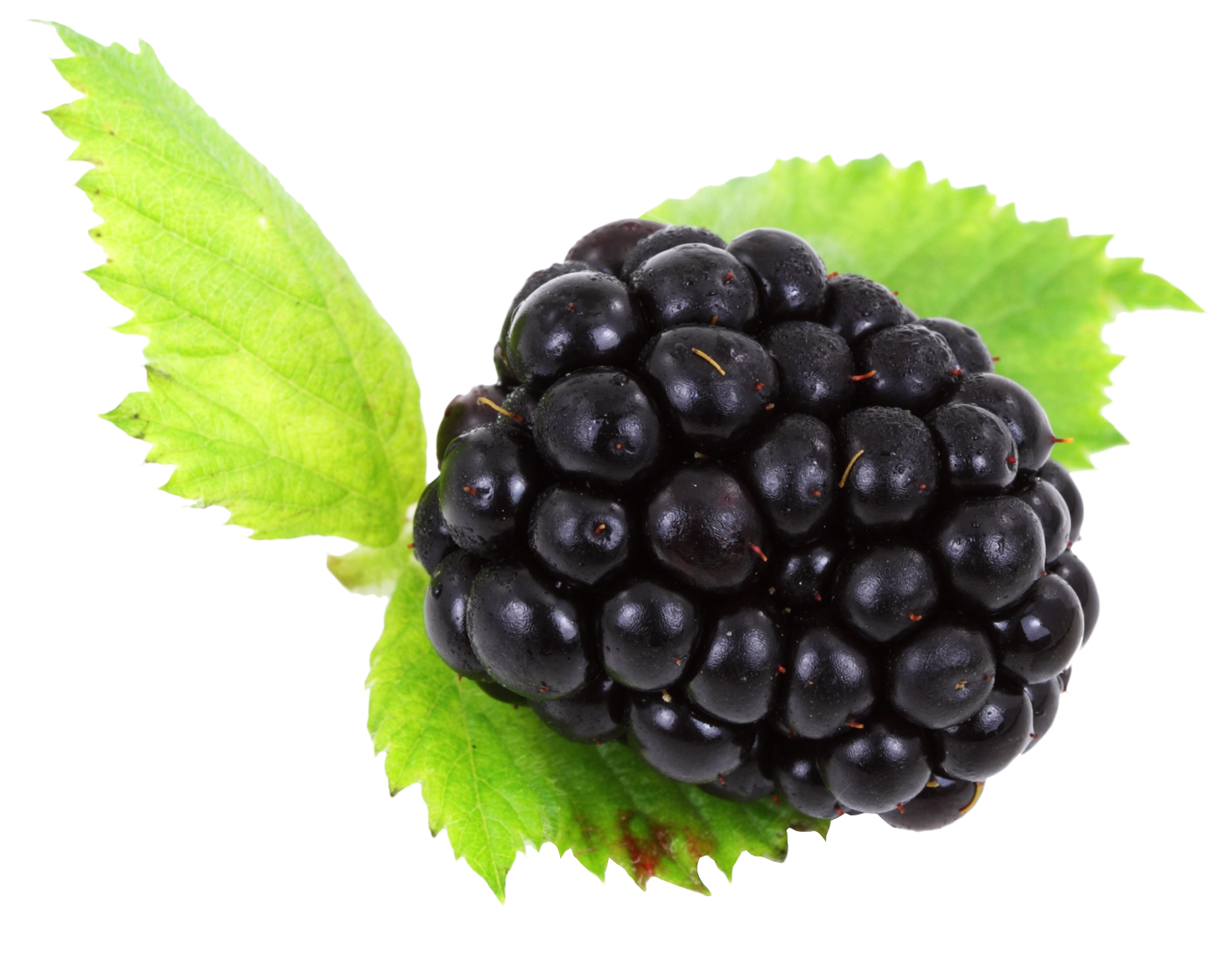 Detail Blackberries Png Nomer 11