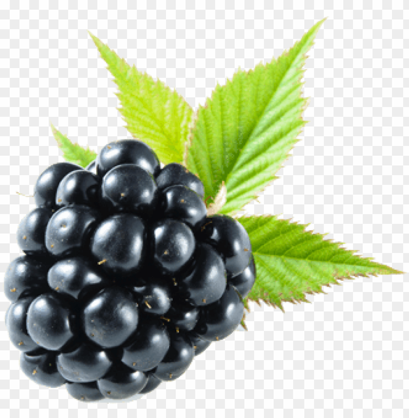 Detail Blackberries Png Nomer 13