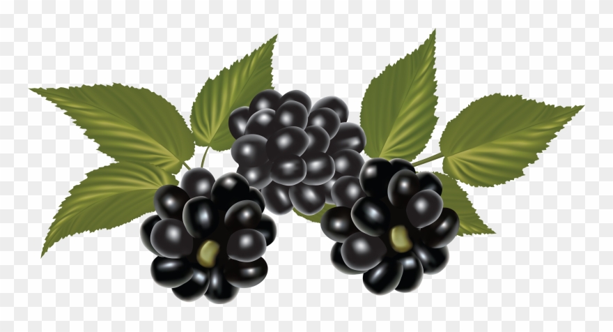 Detail Blackberries Png Nomer 24