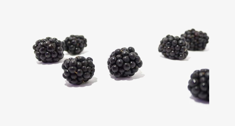 Detail Blackberries Png Nomer 28