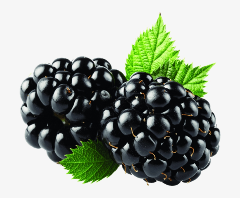 Detail Blackberries Png Nomer 4