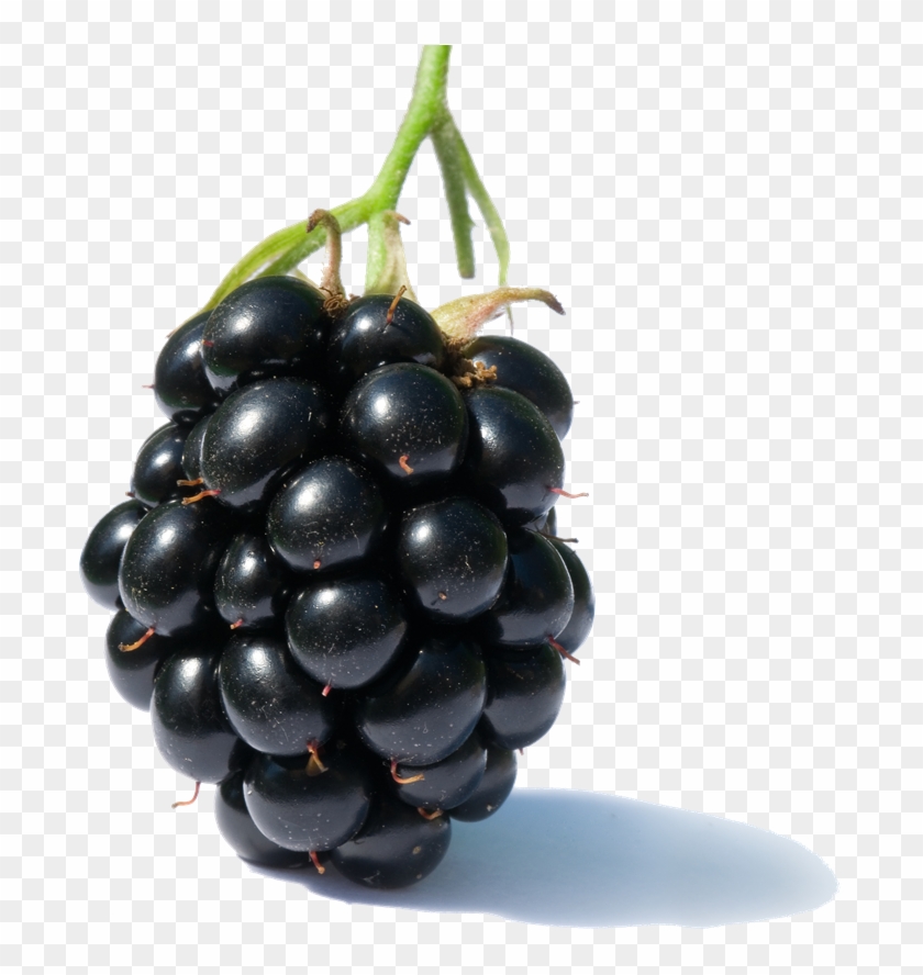 Detail Blackberries Png Nomer 32