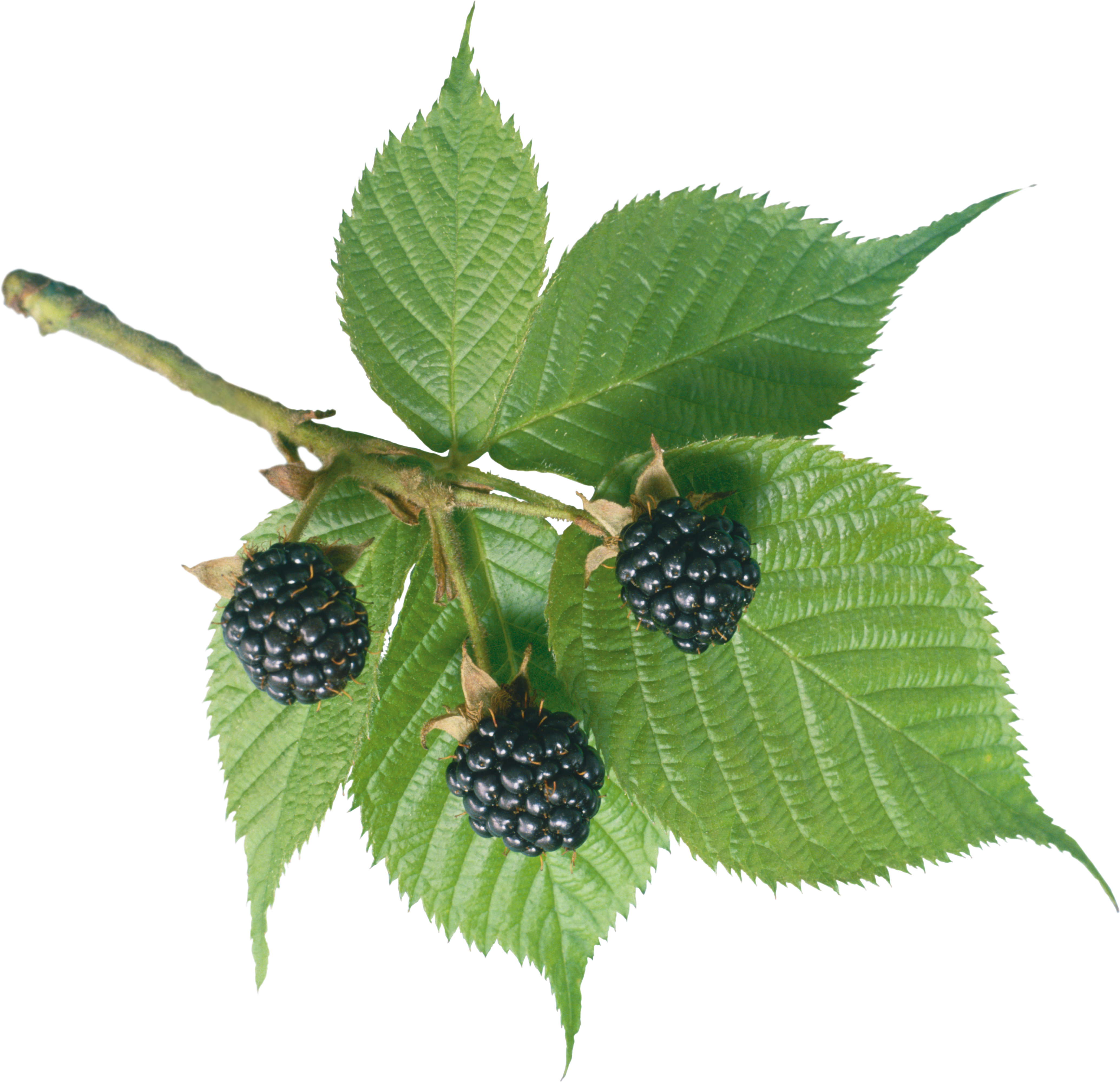 Detail Blackberries Png Nomer 33