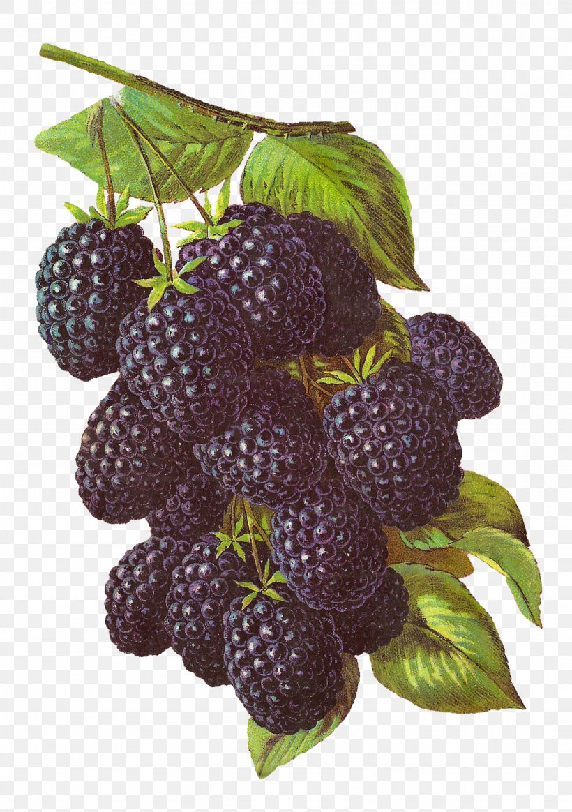 Detail Blackberries Png Nomer 43