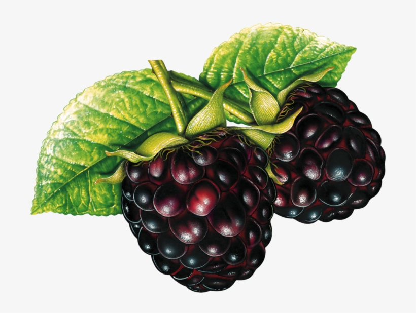 Detail Blackberries Png Nomer 44