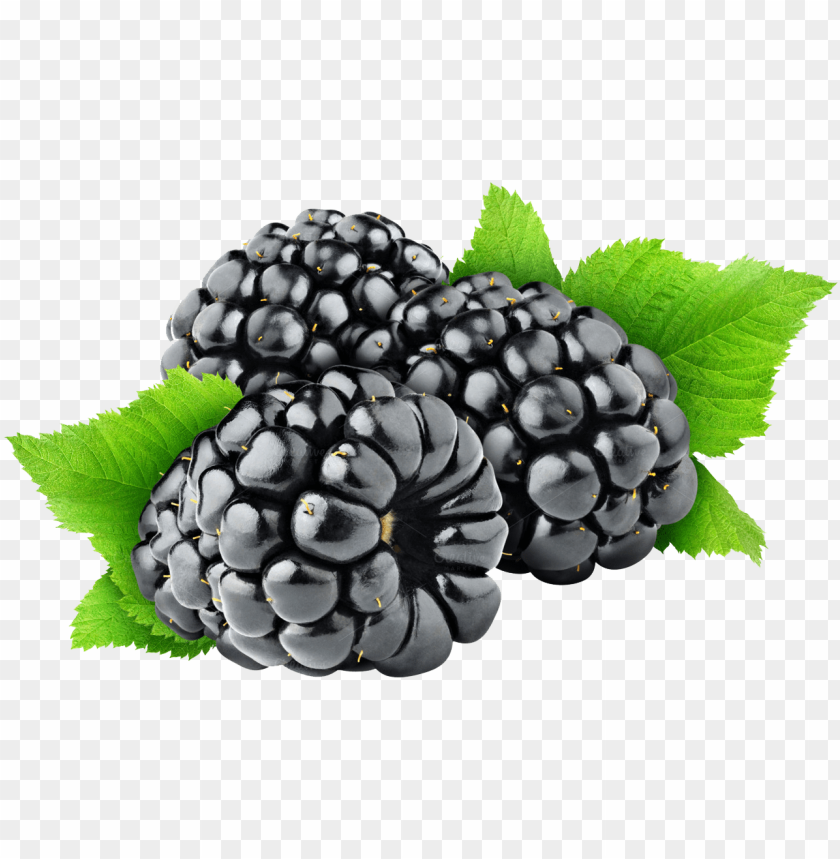 Detail Blackberries Png Nomer 6