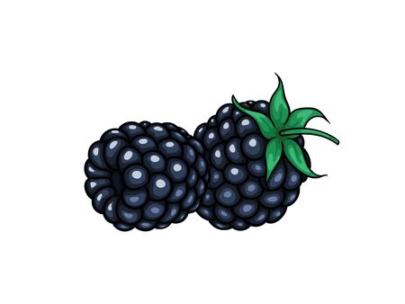 Detail Blackberry Clipart Nomer 18