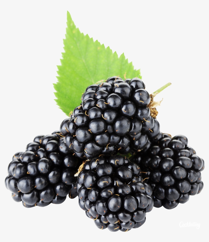 Detail Blackberry Clipart Nomer 42