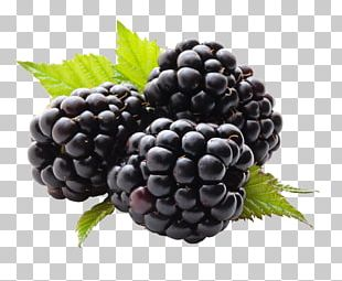 Detail Blackberry Clipart Nomer 8