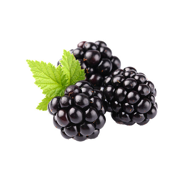 Detail Blackberry Fruit Clipart Nomer 11